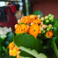 Kalanchoe blossfeldiana (Каланхое)