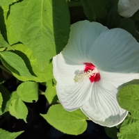 Hibiscus moscheutos 'Luna'