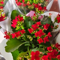 Kalanchoe blossfeldiana (Каланхое)