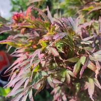 Acer palmatum 'Shaina'