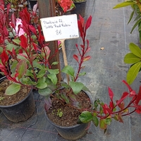 Photinia fraseri little Red Robin