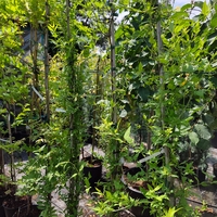 Jasminum × stephanense (Жасмин)