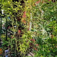 Phyllostachys bissetii (Бамбук)