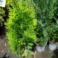 Thuja orientalis 'Aurea Nana'
