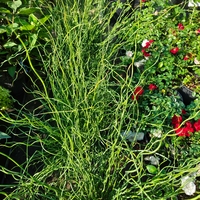 Juncus effusus ‘Spiralis’ (Спираловидна дзука)