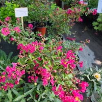 Lagerstroemia indica (Индийски люляк)