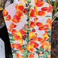 Cytisus Apricot Gem