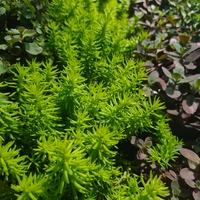 Sedum rupestre 'Angelina'