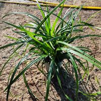 Carex ‘Irish Green’