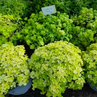 Sedum makinoi 'Ogon'