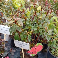 Azalea Japonica Signalgluten