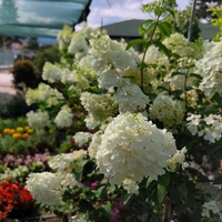 Hydrangea paniculata 'Vanille Fraise'