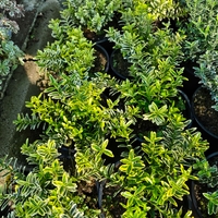 Euonymus japonicus ‘Microphyllus Aureovariegatus’ (Дребнолистен японски чашкодрян)