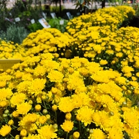 Chrysanthemum × morifolium (Градинска хризантема)