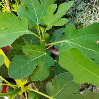 Ficus carica (Смокиня)