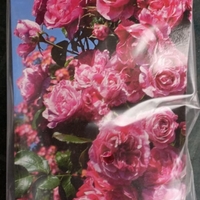 Увивна роза на гол корен