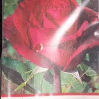 Храстовидна роза на гол корен