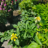 Lantana camara (Лантана)