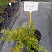 Juniperus x pfitzeriana Gold Coast