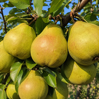Pyrus communis 'Passe Crassane' (Круша 'Пас Красан')