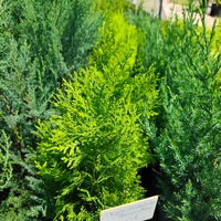 Thuja orientalis 'Aurea Nana'