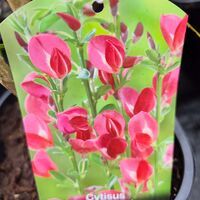 Cytisus Boskoop Ruby