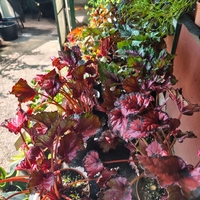 Begonia rex (Бегония рекс)