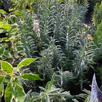 Lavandula × intermedia 'Sensational'