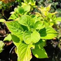 Hydrangea macrophylla