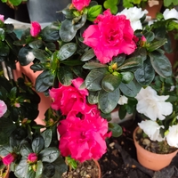 Rhododendron simsii – щамбова форма (Стайна азалия – мини дръвче)