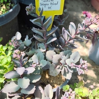 Sedum spurium 'Dragon's Blood'