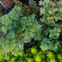Sedum 'Hot Stuff'