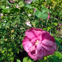 Hibiscus syriacus (Градински хибискус)
