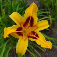 Hemerocallis