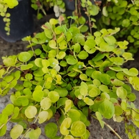 Lysimachia nummularia (Лизимахия)