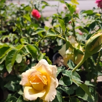 Rosa (Храстовидна роза) МИКС