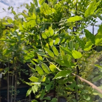 Wisteria brachybotrys 'Okayama' (Японска глициния 'Okayama')