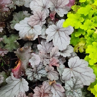 Heuchera