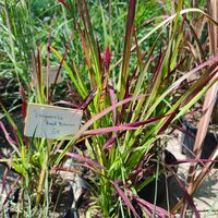 Imperata cylindrica 'Red Baron'