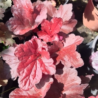 Heuchera