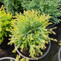 Thuja occidentalis 'Rheingold'