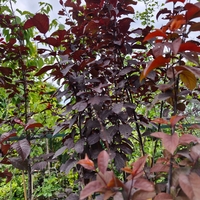 Prunus cerasifera 'Nigra' (Червенолистна джанка)