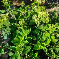 Hydrangea paniculata ‘Candlelight’