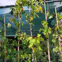 Vitis vinifera (Десертно грозде)