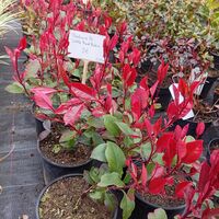Photinia fraseri little Red Robin