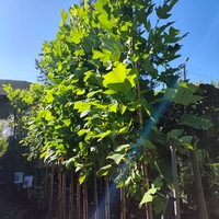 Liriodendron tulipifera (Лалеево дърво)