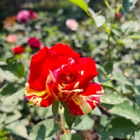 Rosa (Храстовидна роза) МИКС