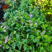 Spirаеа japonica Little Princess