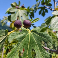 Ficus carica (Смокиня)