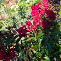 Lagerstroemia indica ‘Red Magic’ – на присадка